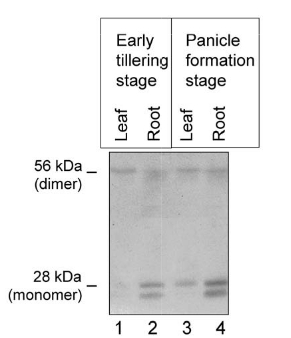 western blot using anti-PIP1;3 antibodies